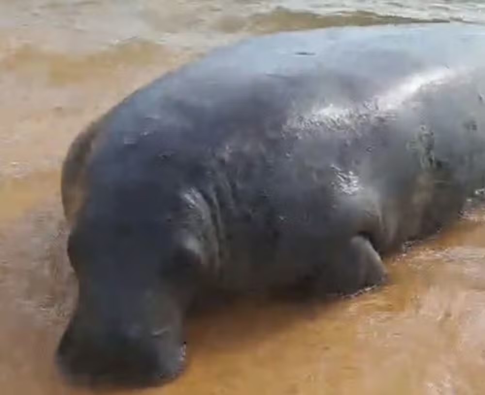 Peixe-boi é encontrado em Ilha da Flores